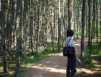 お化けの森